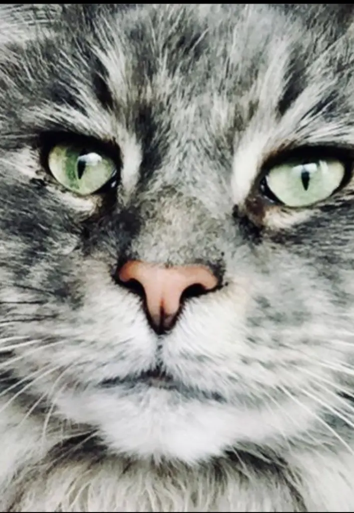 Andachtsbild von Brigitta mit Sam † 13.6.19