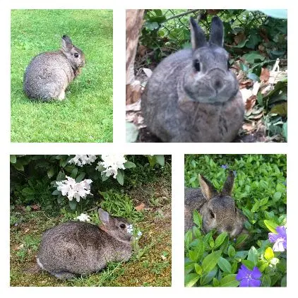 Andachtsbild von Eine Sonntagsrose für Pauli