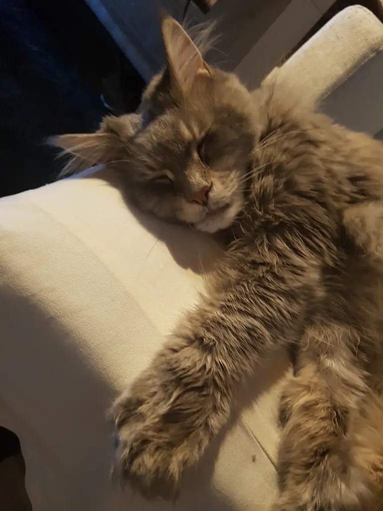 Andachtsbild von Brigitta mit Sam † 13.6.19