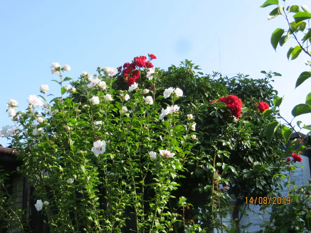 Andachtsbild von Uschi mit Seelenfreunden Shiva, Jojo und Merlin