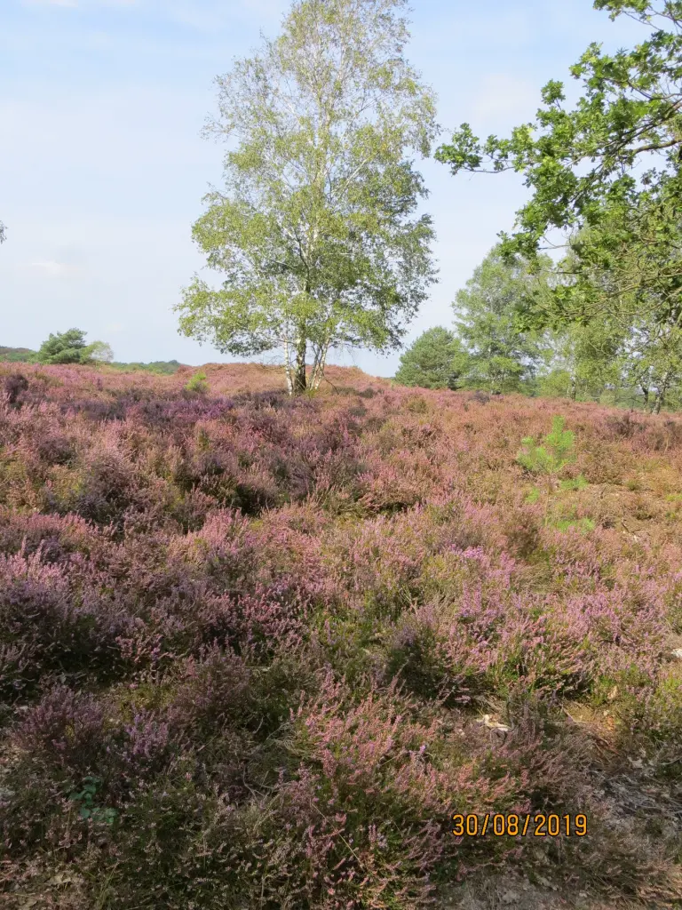 Andachtsbild von Uschi mit Seelenfreunden Shiva, Jojo und Merlin