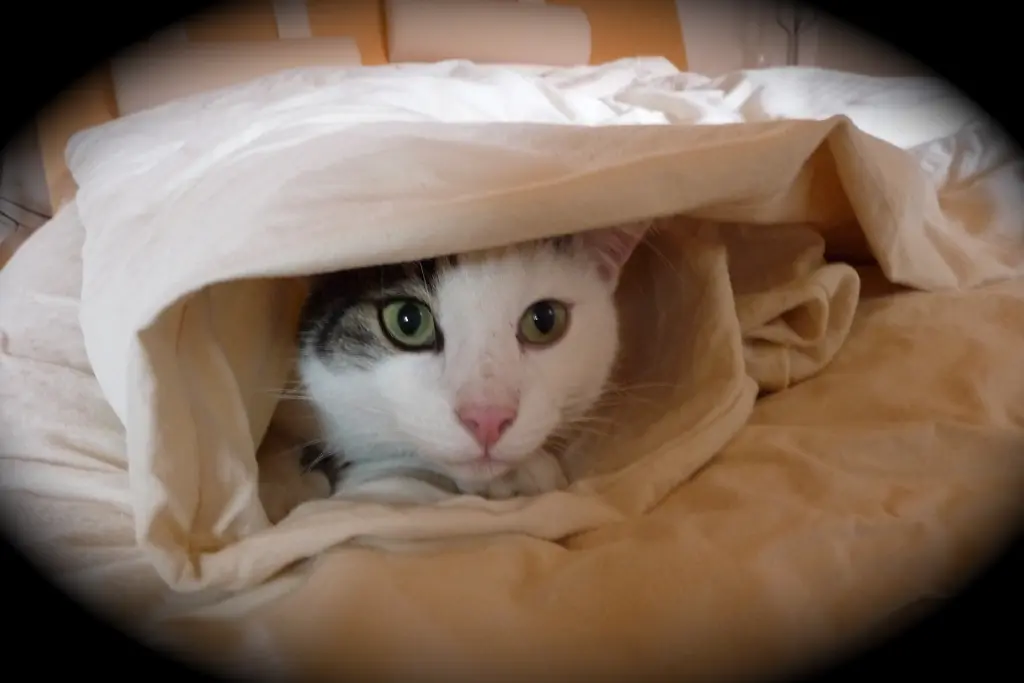 Andachtsbild von Susanne mit Cedric im Herzen 