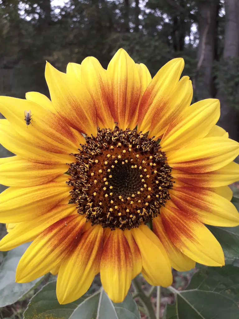 Andachtsbild von Unbekannt