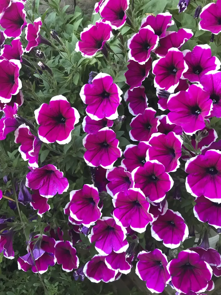 Andachtsbild von Susanne mit Rusty im Herzen 