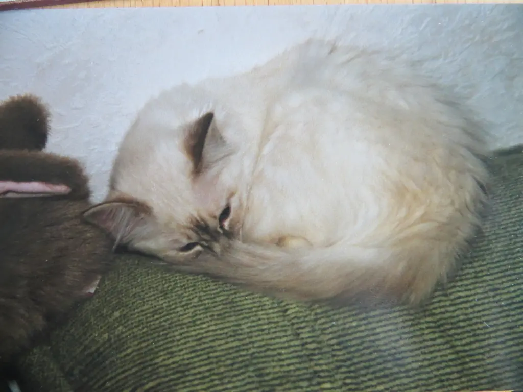 Andachtsbild von Merlin aus dem Regenbogenland