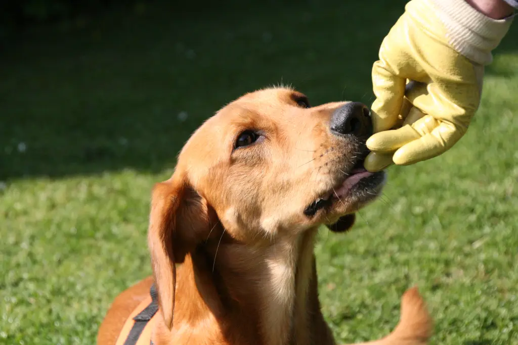 Andachtsbild von Marlies mit Pietsch im Herzen