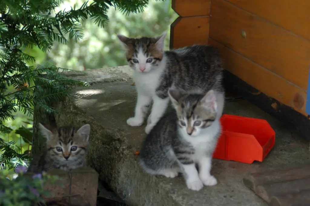 Andachtsbild von Anja mit Maja im ♥