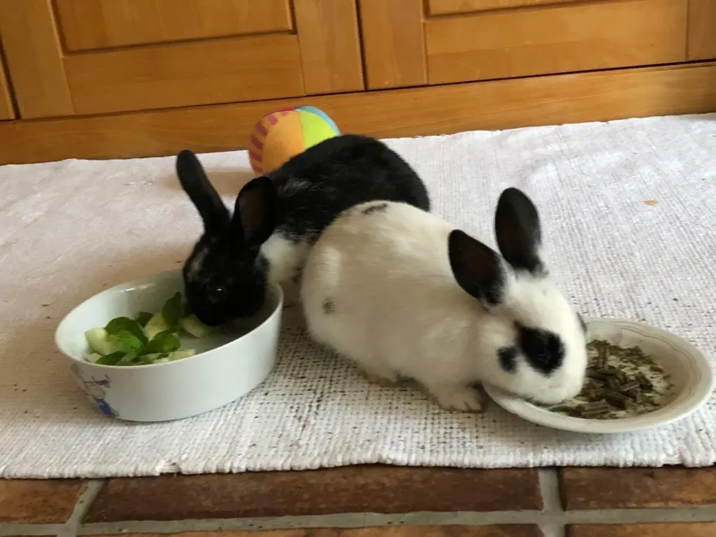 Andachtsbild von Jutta mit Purzel tief im Herzen ✟ 08.05.2016