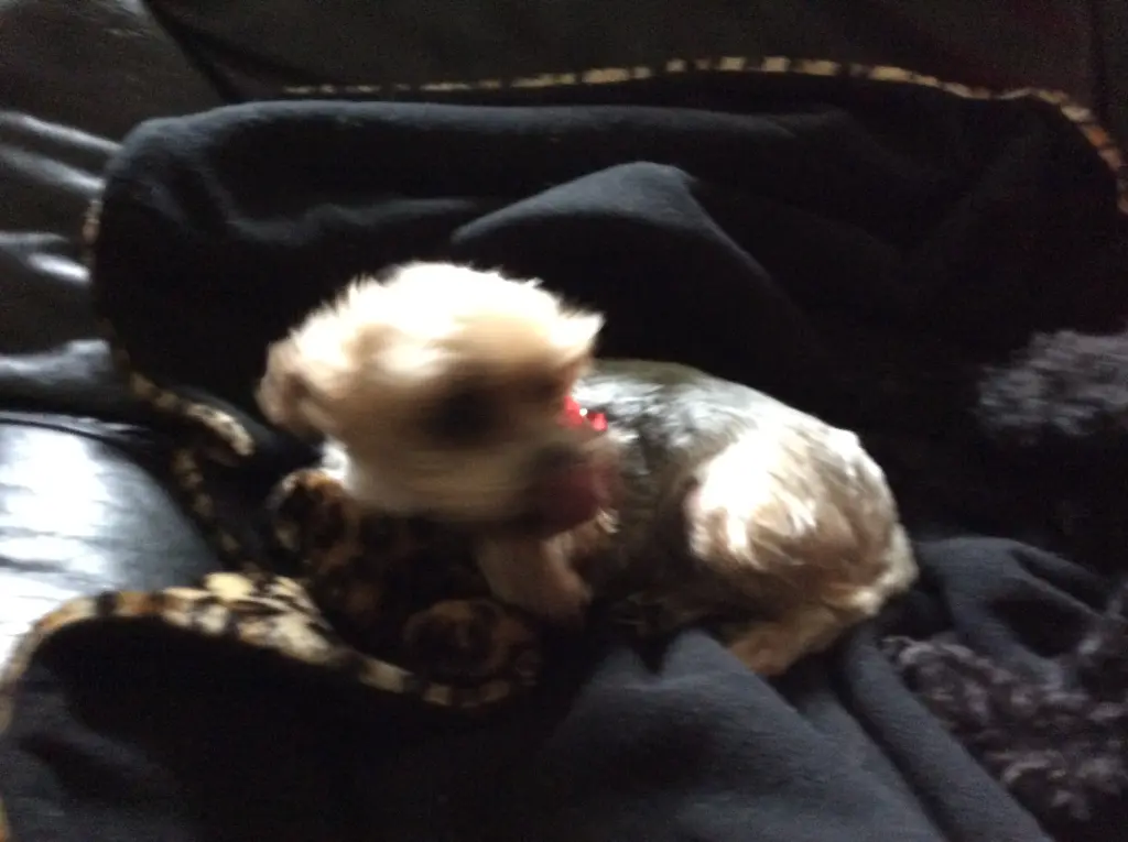 Andachtsbild von Heidi 