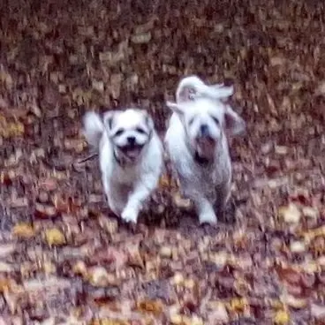 Andachtsbild von Marika mit Balou und Hippo im Herzen