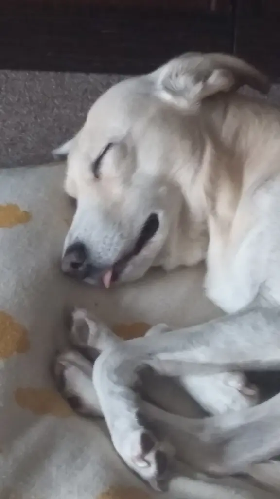 Andachtsbild von Unbekannt