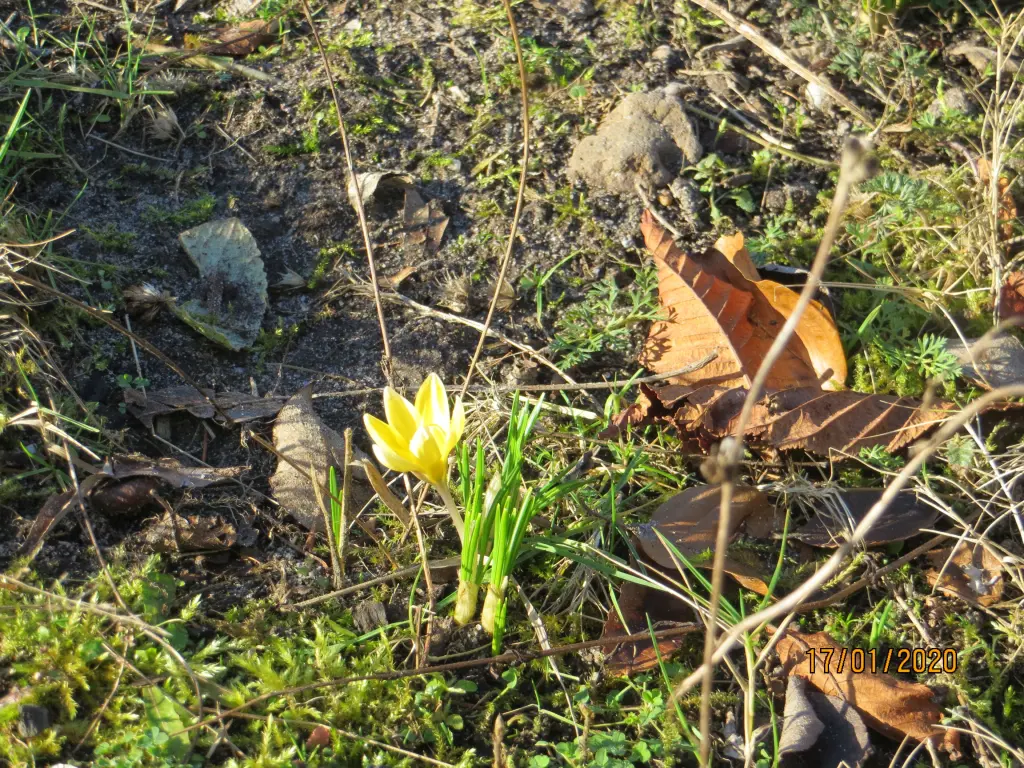 Andachtsbild von Uschi mit Seelenfreunden Shiva, Jojo und Merlin