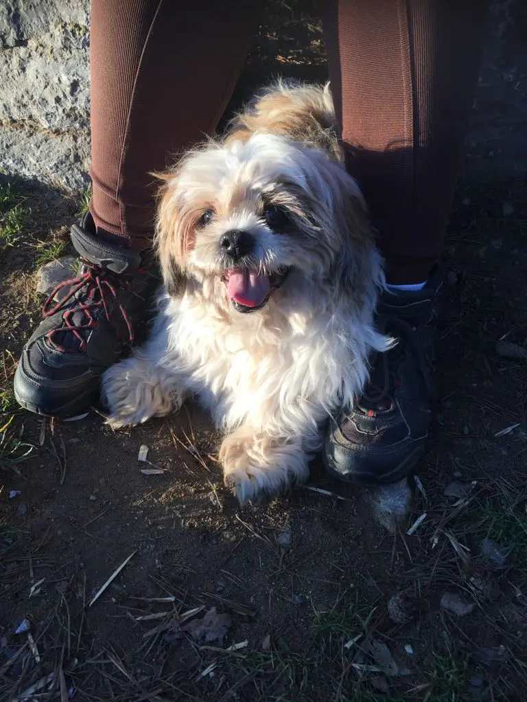 Andachtsbild von Marika mit Balou und Hippo