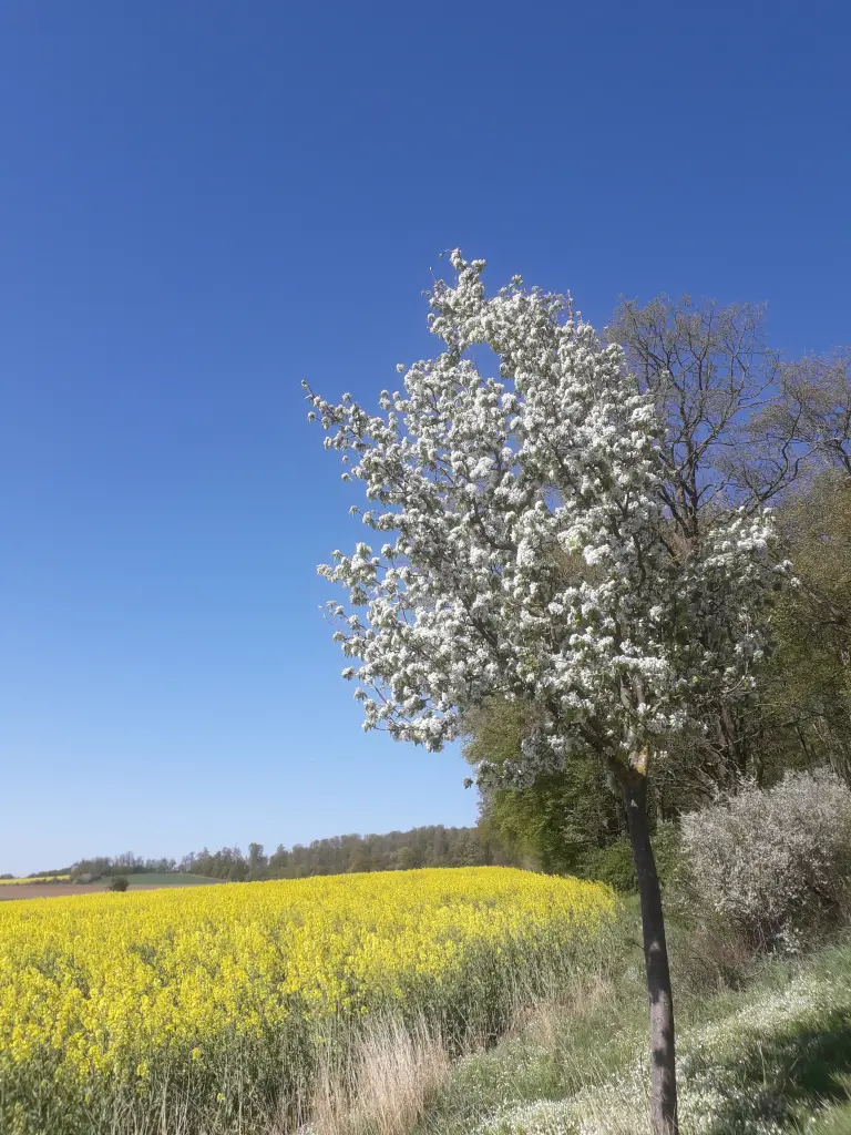 Andachtsbild von Unbekannt