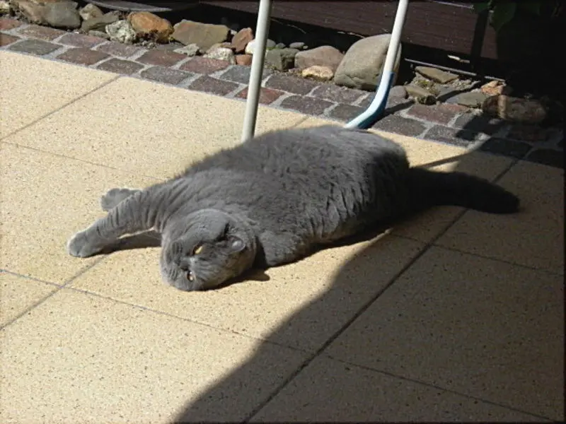 Andachtsbild von Hans u. Sibylle mit Momo † 13.11.2017