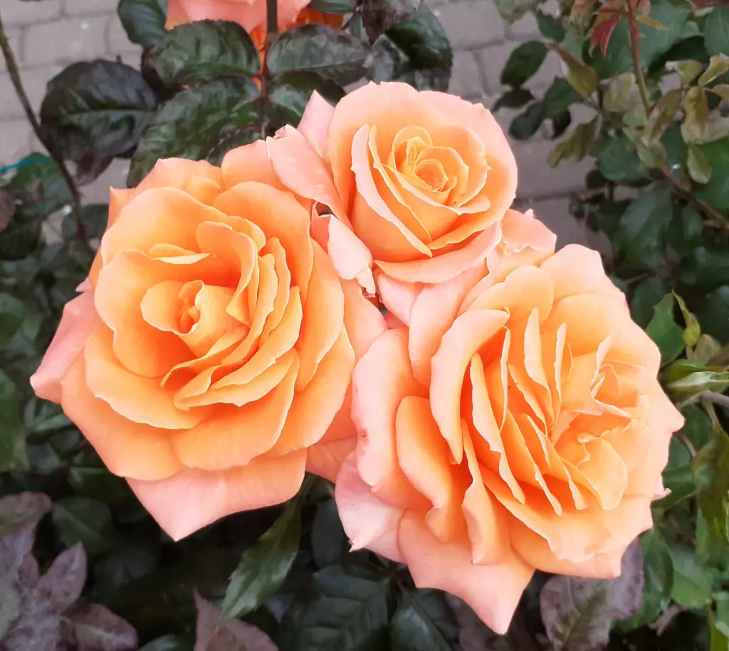 Andachtsbild von Jutta mit Purzel tief im Herzen✟08.05.2016