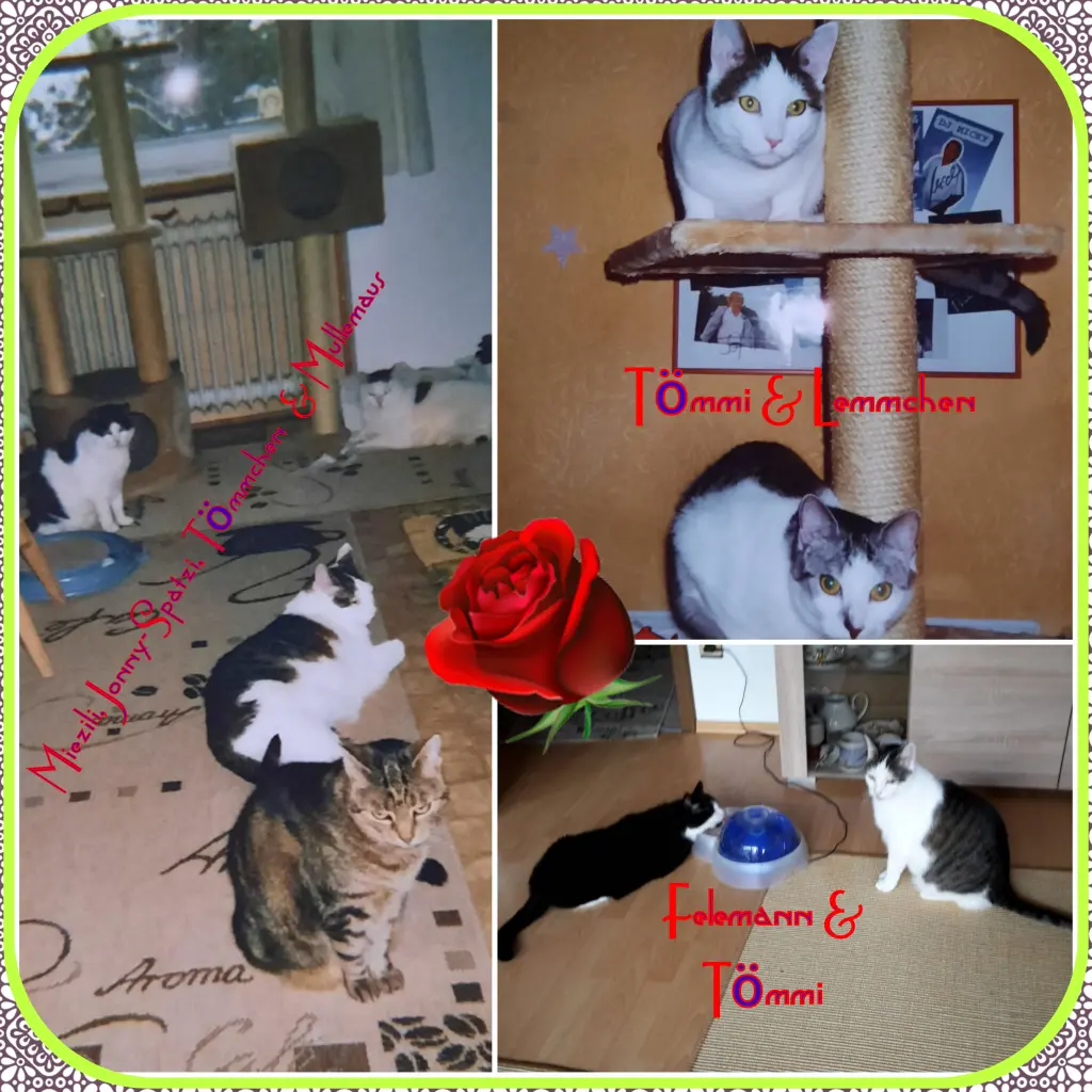 Andachtsbild von Eike und Edeltraud mit Mulle,Miezi, Jonny, Felix, Lemmi und Tommi tief im Herzen ❤❤❤❤❤❤