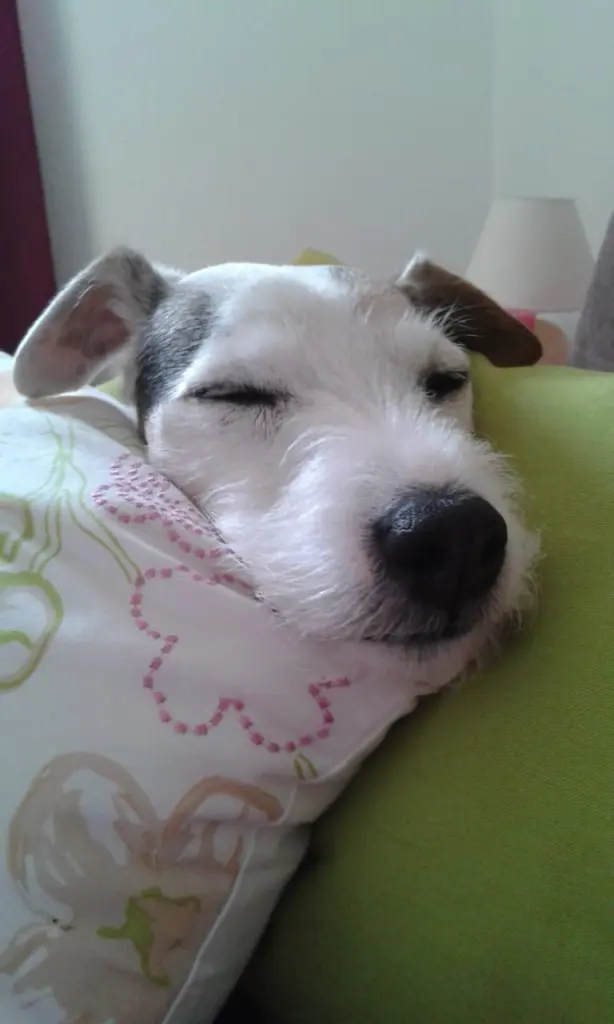 Andachtsbild von Kerstin mit Gismo im Herzen