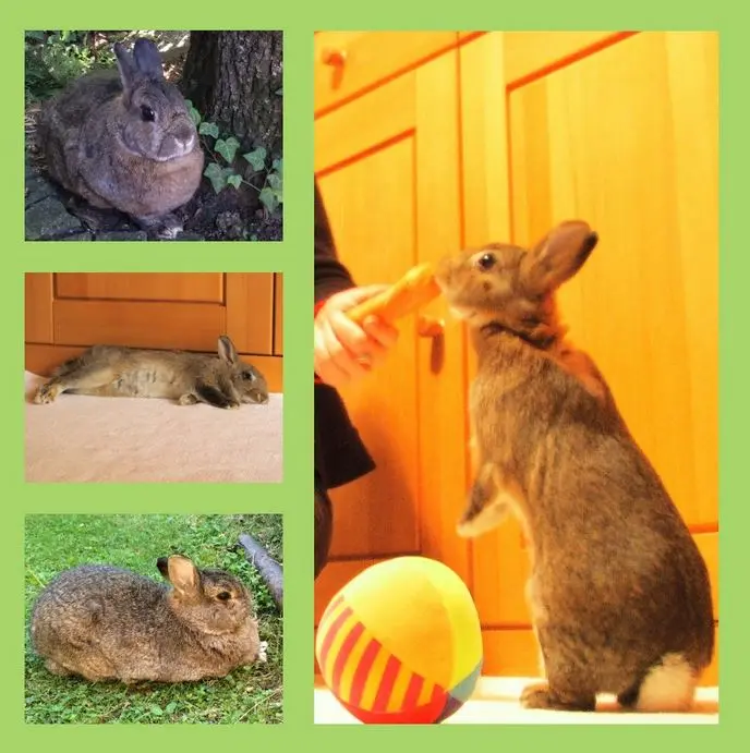 Andachtsbild von Ewigkeitsrosen für Pauline 