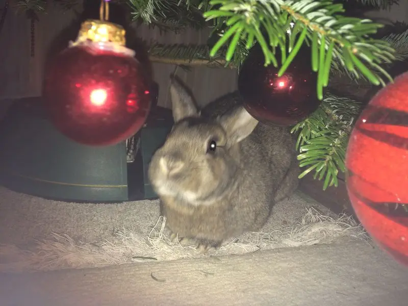 Andachtsbild von Frohe Weihnachten
