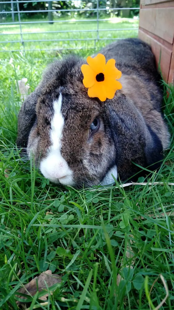 Andachtsbild von Rosen für Pauline zum Valentinstag ❤ 