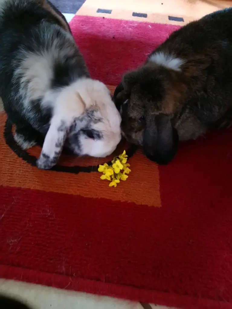 Andachtsbild von Frohe Pfingsten