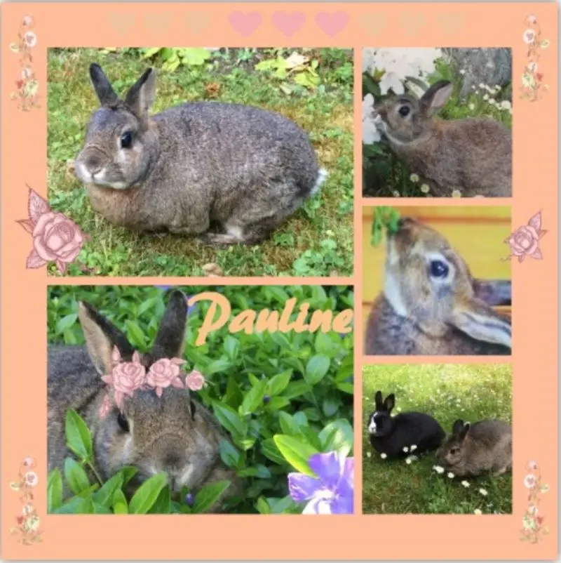 Andachtsbild von Rosen für Pauline zum 14. Geburtstag