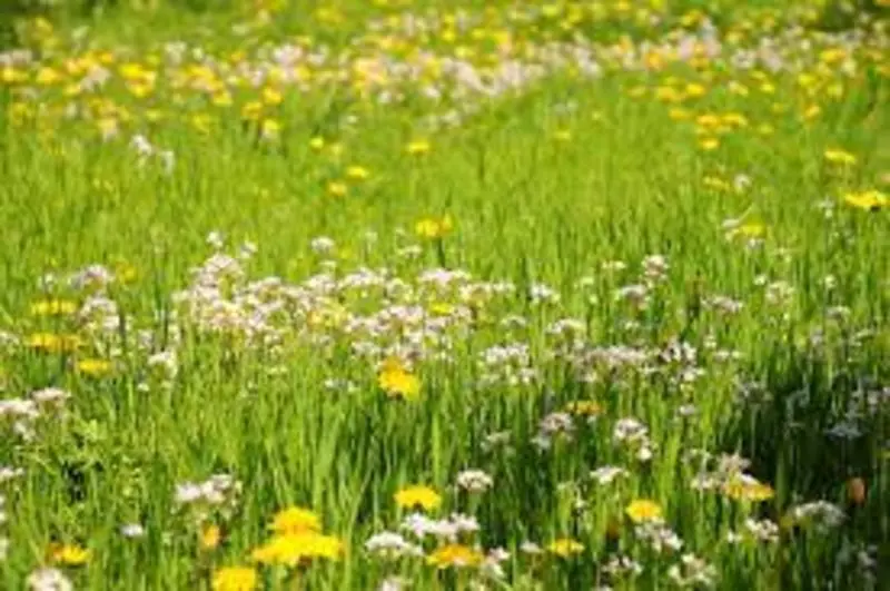 Andachtsbild von Corinna mit Emma, Pummelchen und anderen Sternlein im Herzen
