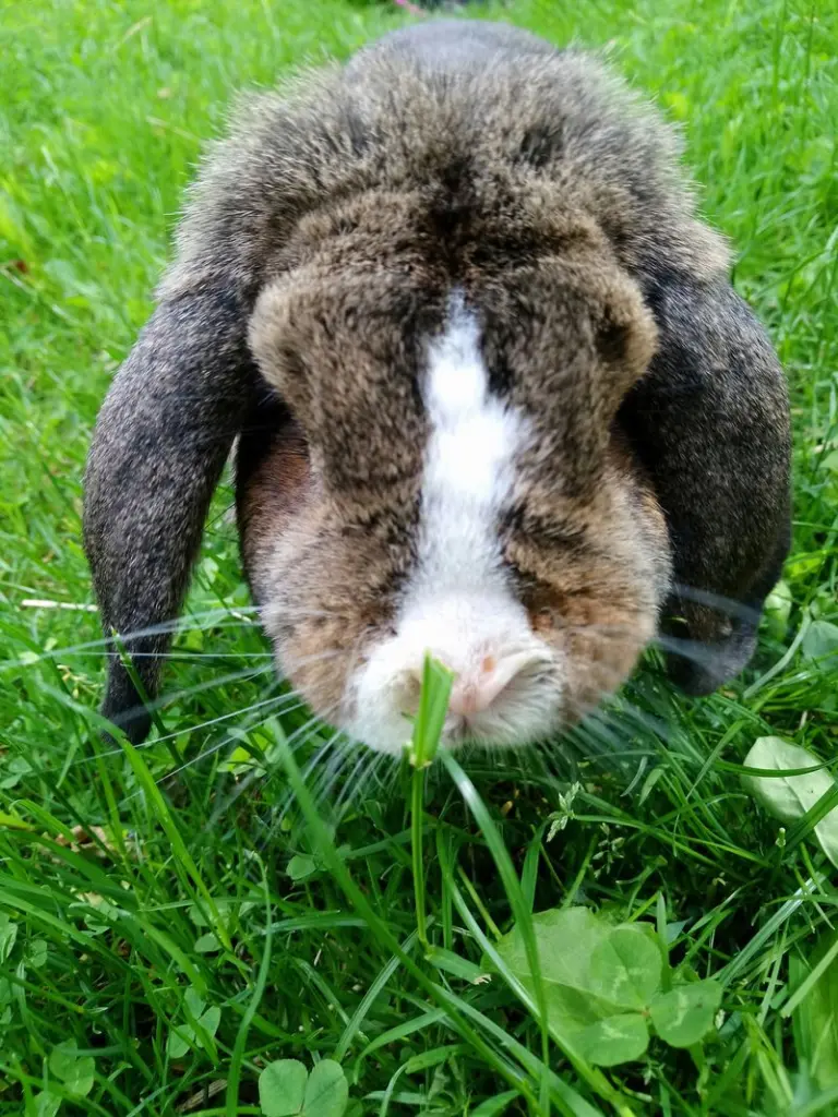 Andachtsbild von Unbekannt