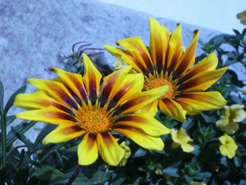 Andachtsbild von Irene mit Seelenhund *Jimmy * tief im Herzen