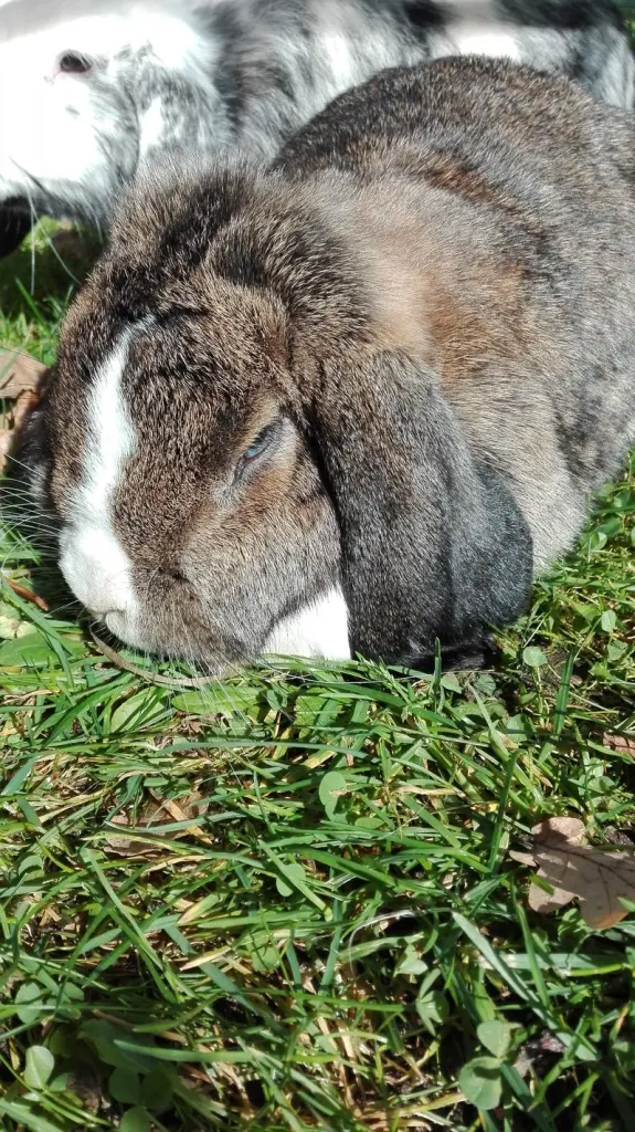 Andachtsbild von Sonntagsgrüße ⭐