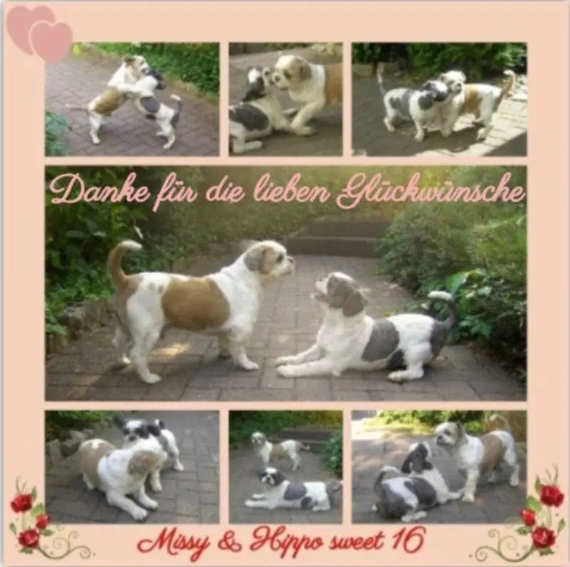 Andachtsbild von Danke von Missy & Hippo