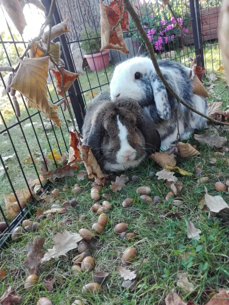 Andachtsbild von Herbstgrüße ⭐