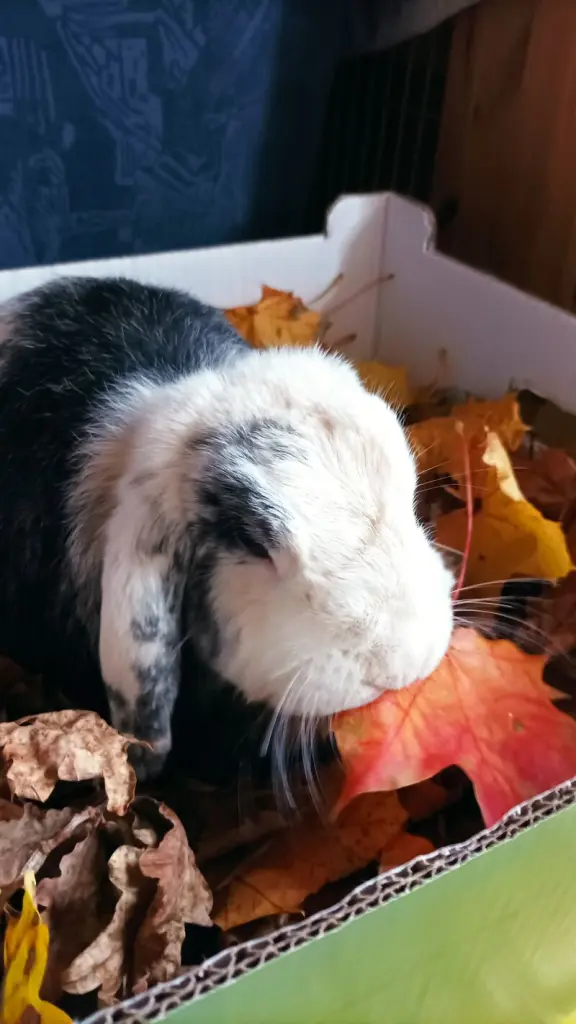 Andachtsbild von Unbekannt