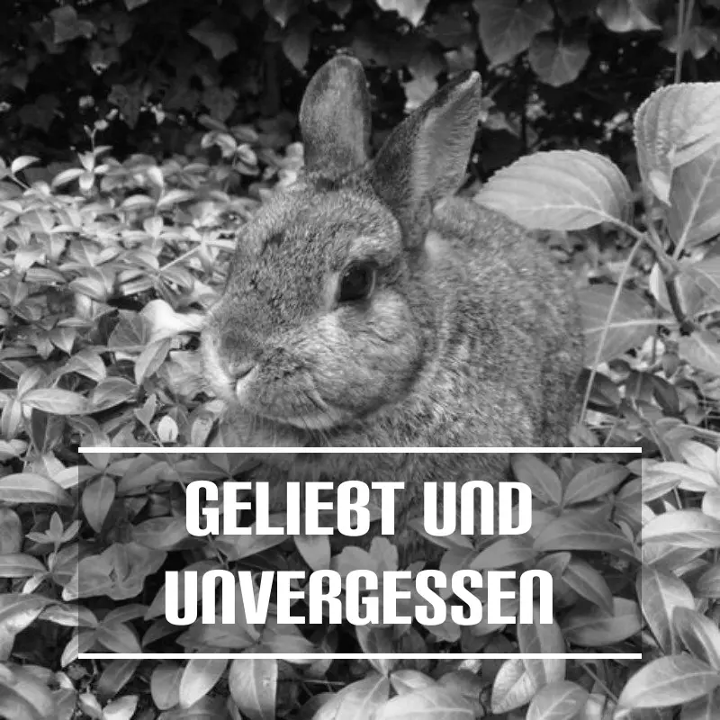 Andachtsbild von Sternchenpost ⭐