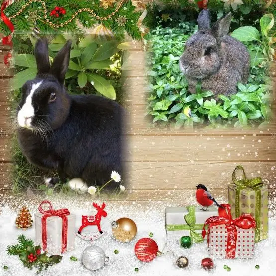 Andachtsbild von Patricia mit Bunny