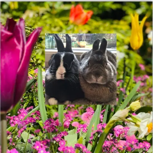 Andachtsbild von Für Pauline