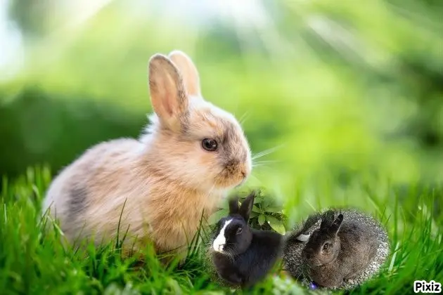 Andachtsbild von Patricia mit Bunny ❤