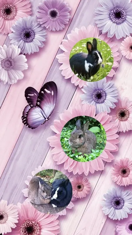 Andachtsbild von Pflingsten❤️❤️❤️Rosen❤️❤️❤️❤️❤️❤️❤️