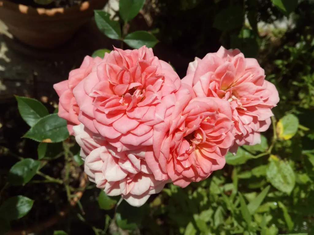 Andachtsbild von Sonntagsrosen für Paulinchen