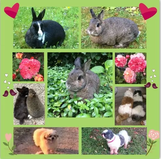 Andachtsbild von Danke von Marika, Harald & Missy
