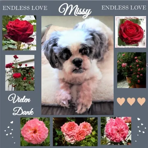 Andachtsbild von Danke von Missy & Hippo ❀✰✰♥