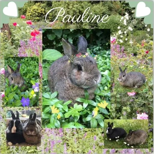 Andachtsbild von Rosen für Pauline zum 4. Sternchen-Tag