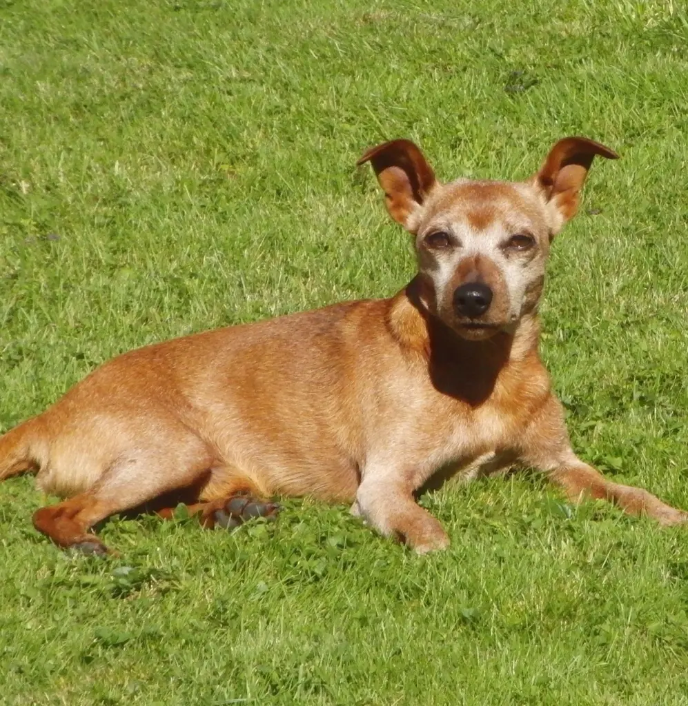 Andachtsbild von Jutta mit Purzel tief im Herzen  ✟ 08.05.2016
