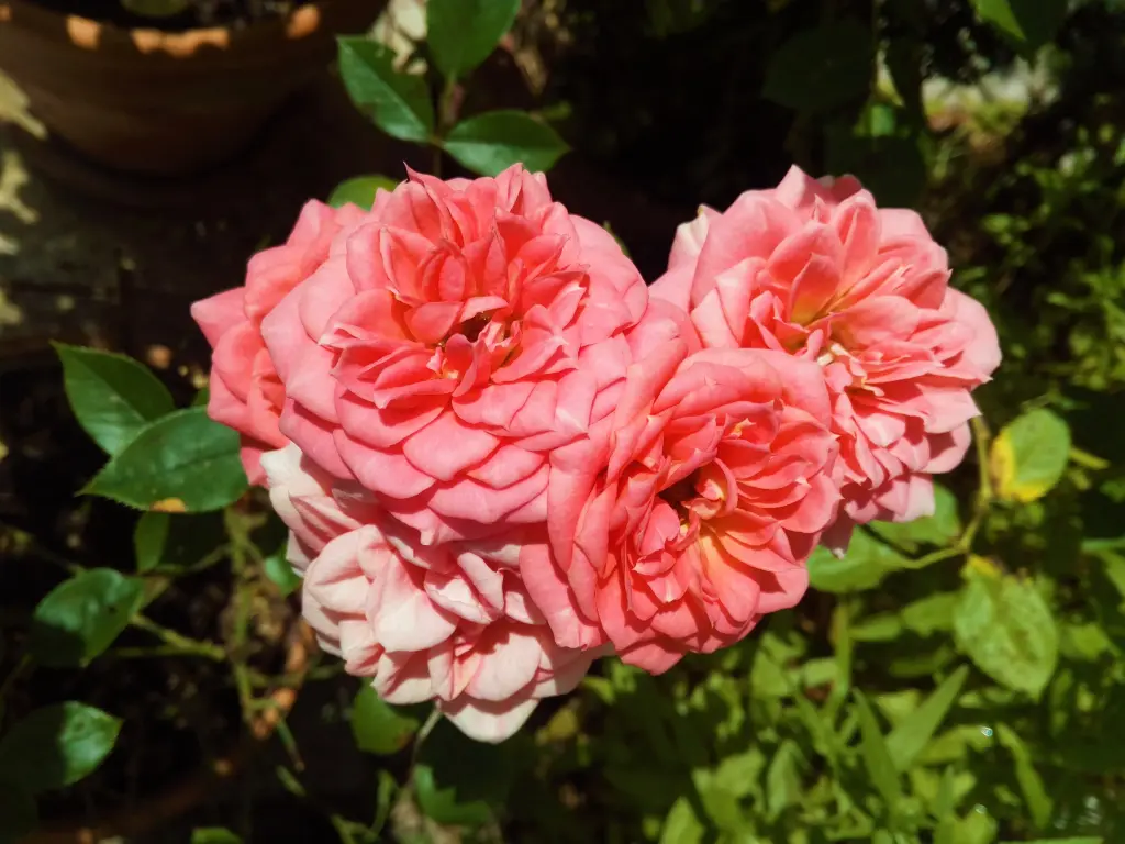 Andachtsbild von Sonntagsrosen für Pauline
