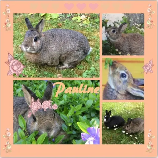 Andachtsbild von Rosen für Pauline zum 16. Geburtstag