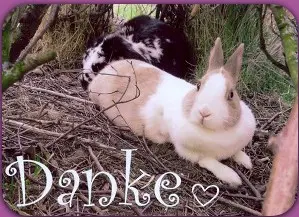 Andachtsbild von Rosen für Pauline und Danke