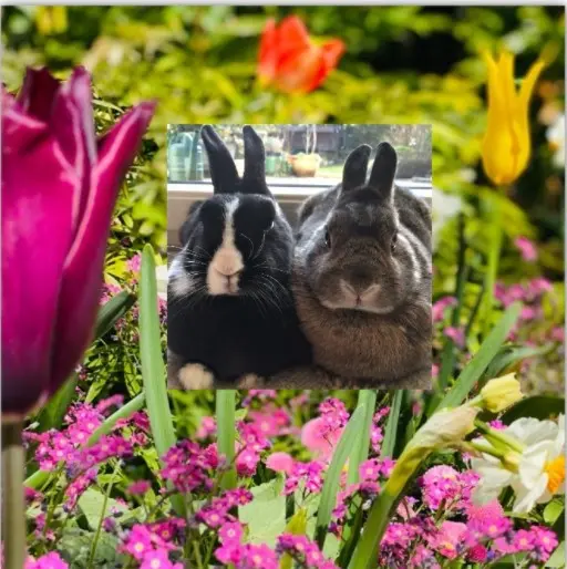 Andachtsbild von Sonntagsrosen für Pauline