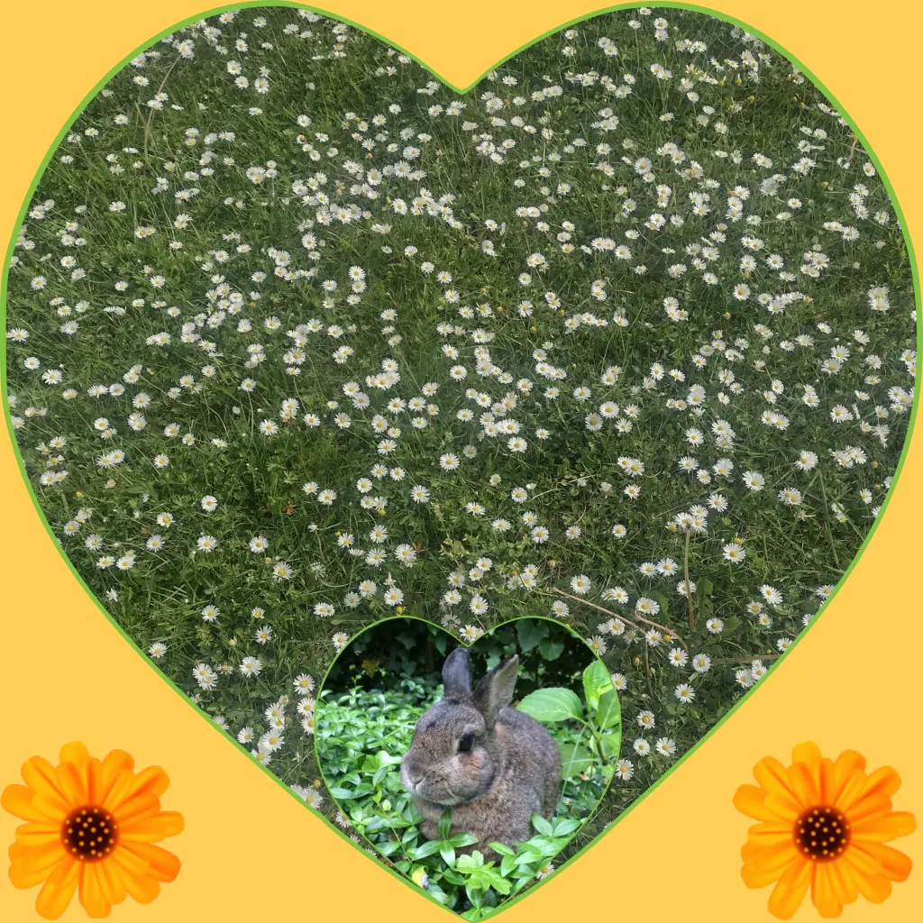 Andachtsbild von Corinna mit Emma, Jengi, Pummelchen und anderen Sternleine im Herzen