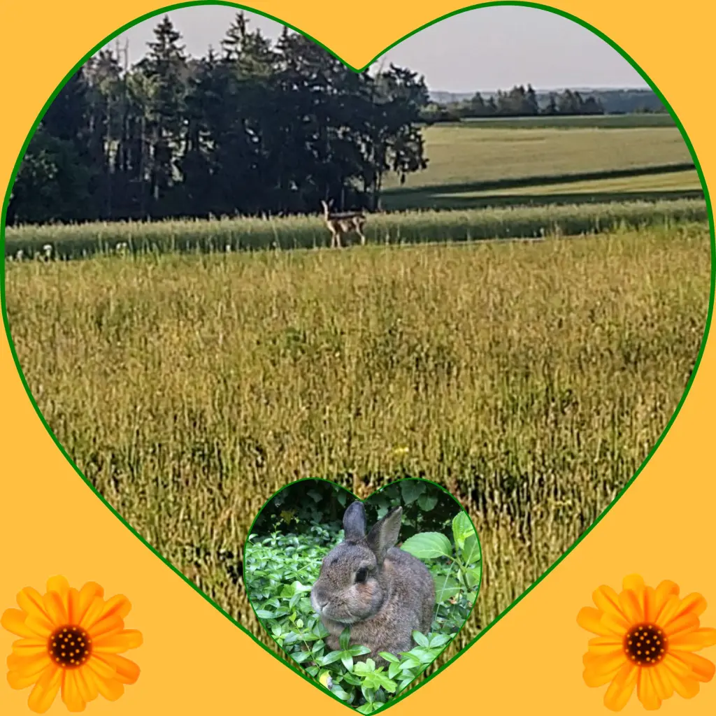 Andachtsbild von Corinna mit Emma, Vinni-Ved , Linette, Blacky, Grizzly, Jengi, Pummelchen und anderen Sternleine im Herzen